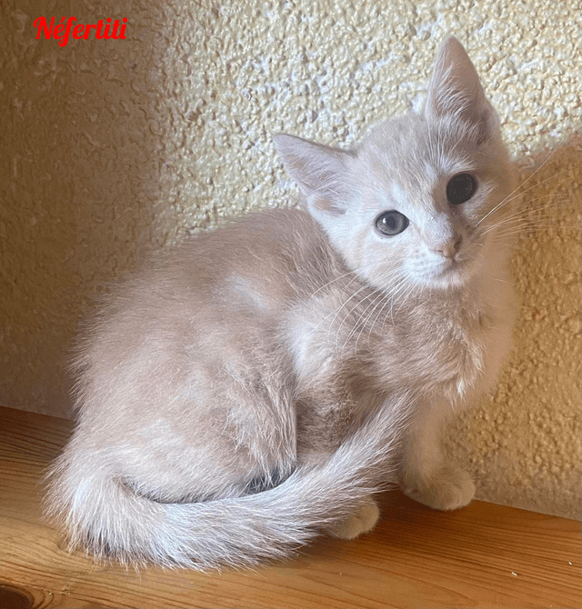 Photo de Néfertiti