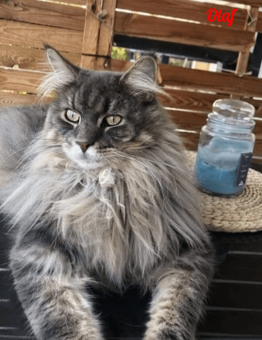 Photo de Olaf
