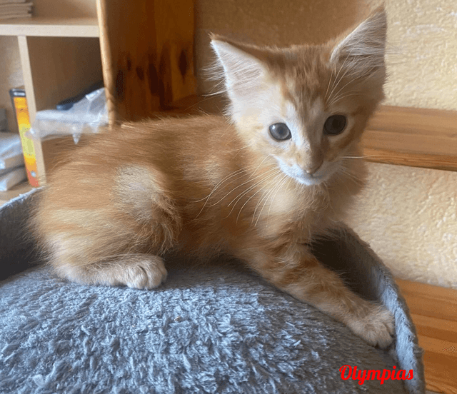 Photo de Olympias