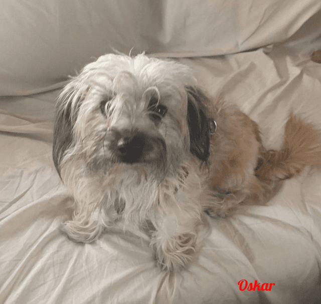 Photo de Oskar