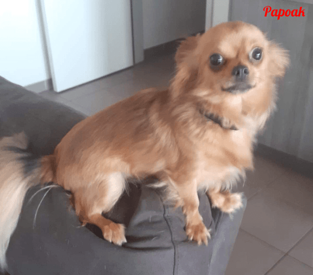 Photo de Papoak