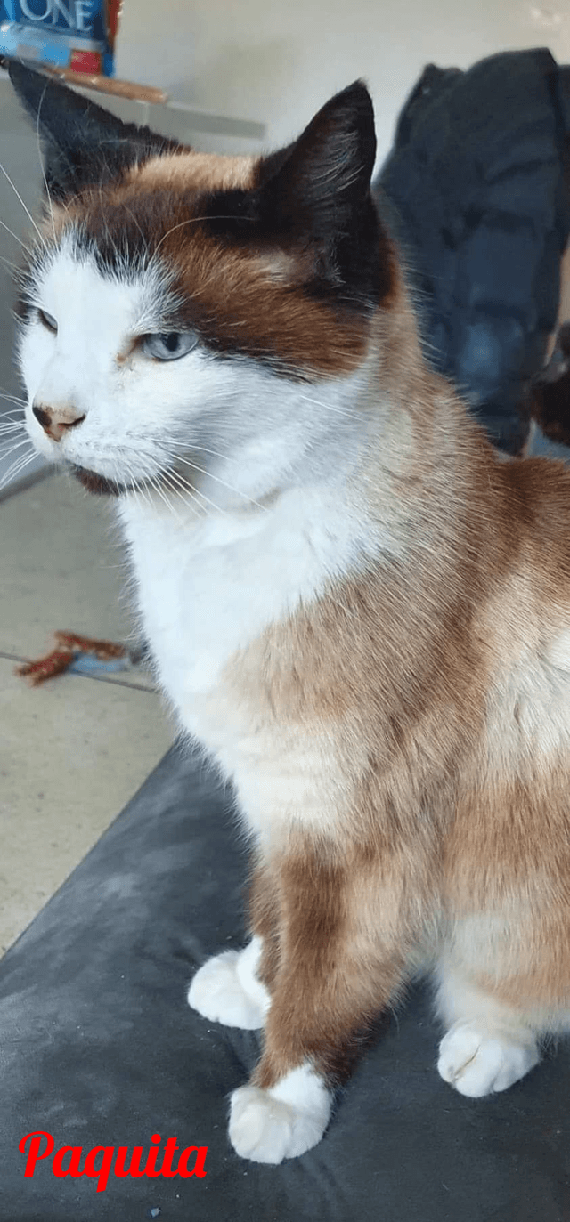 Photo de Paquita