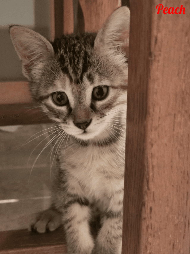 Photo de Peach