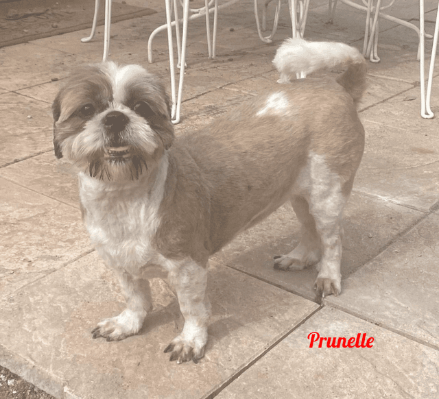 Photo de Prunelle