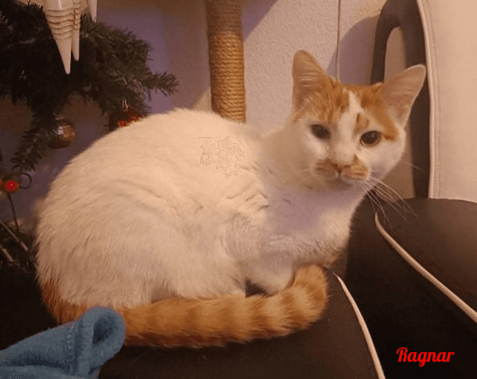 Photo de Ragnar-3