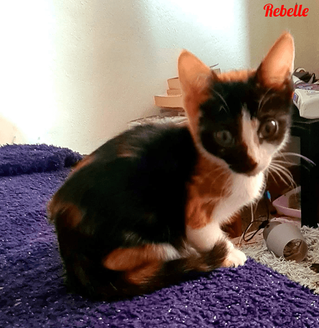 Photo de Rebelle