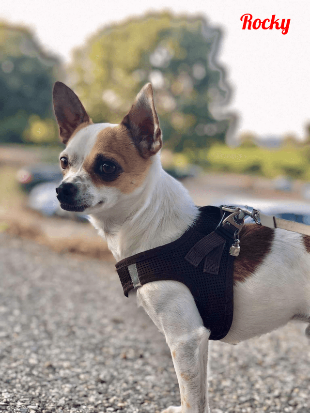 Photo de Rocky
