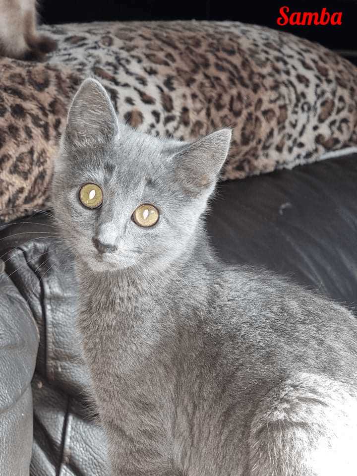 Photo de Samba
