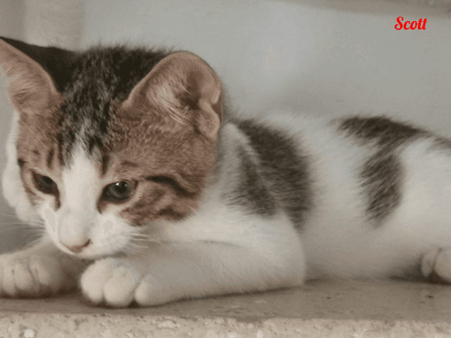 Photo de Scott-chat