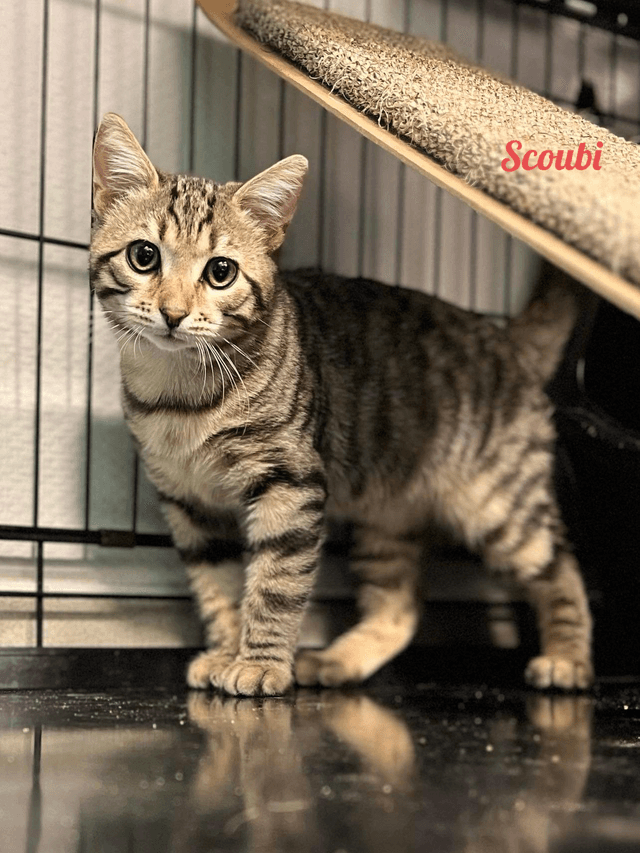 Photo de Scoubi