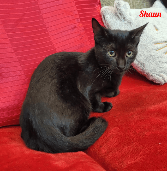 Photo de Shaun