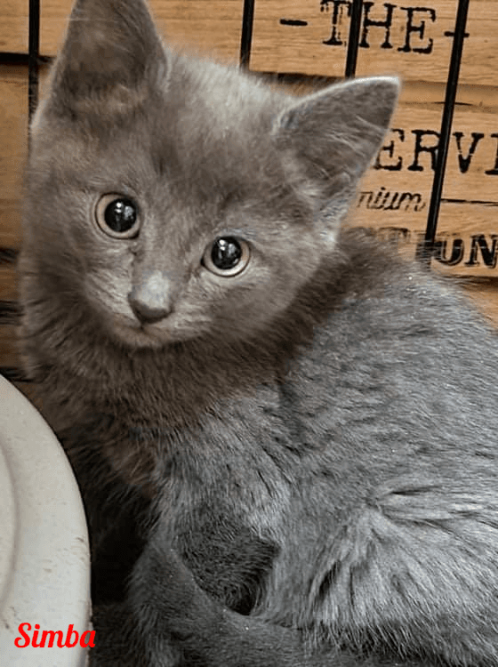 Photo de Simba