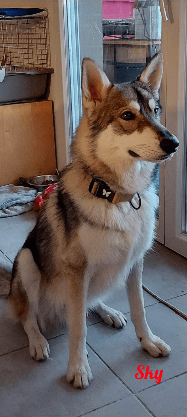 Photo de Sky