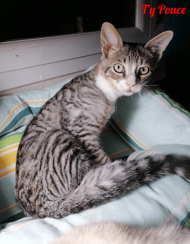 Photo de T-y-pouce