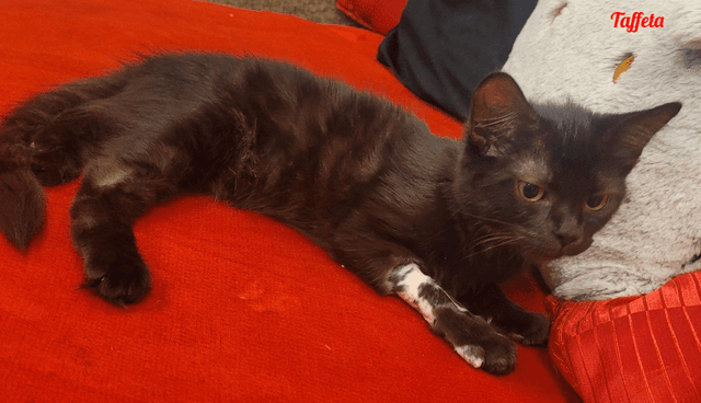 Photo de Taffeta
