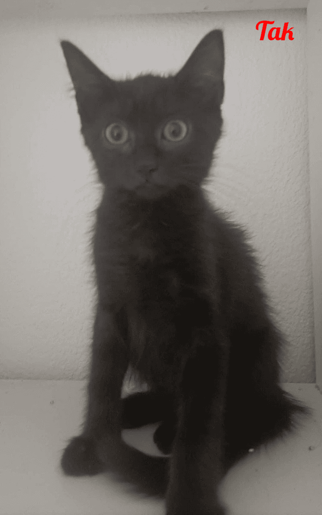 Photo de Tak