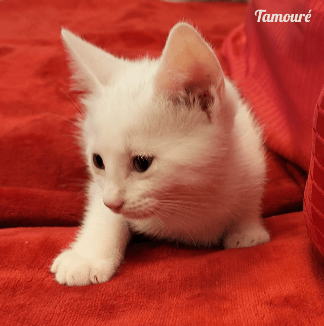 Photo de Tamouré