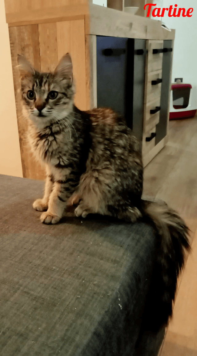 Photo de Tartine