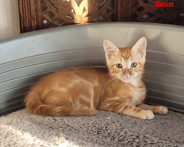 Photo de Tarzan