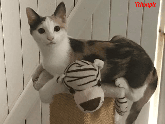 Photo de Tchoupie-2