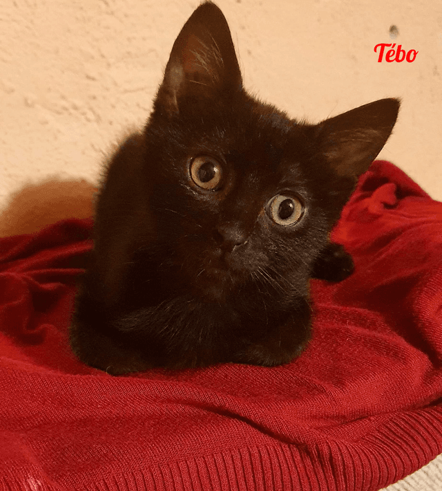 Photo de Tébo