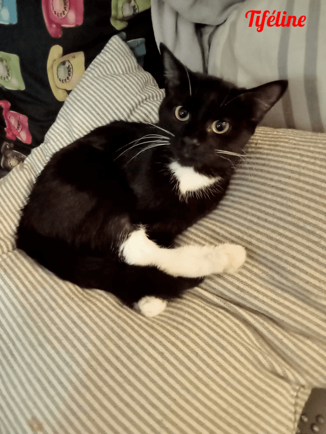 Photo de Tiféline