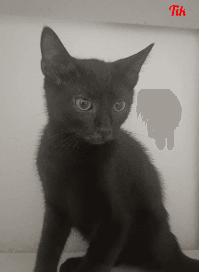 Photo de Tik