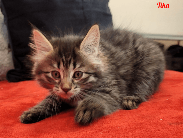 Photo de Tika