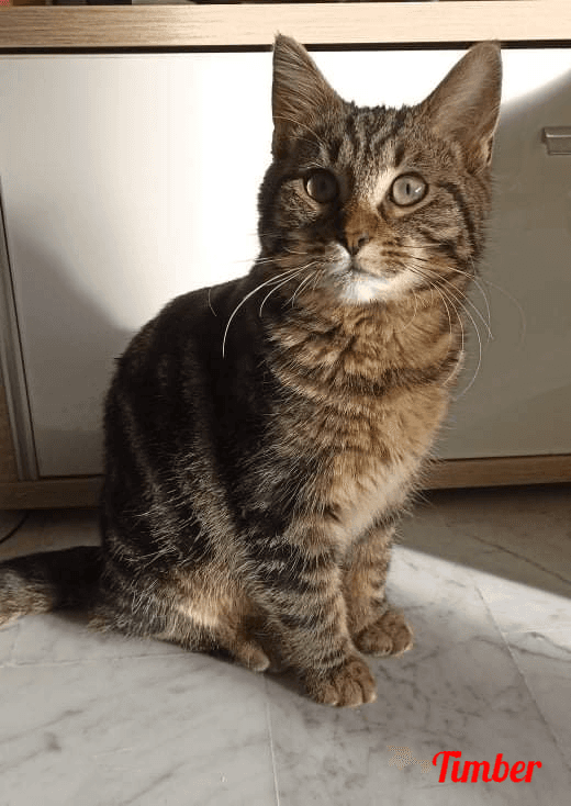 Photo de Timber
