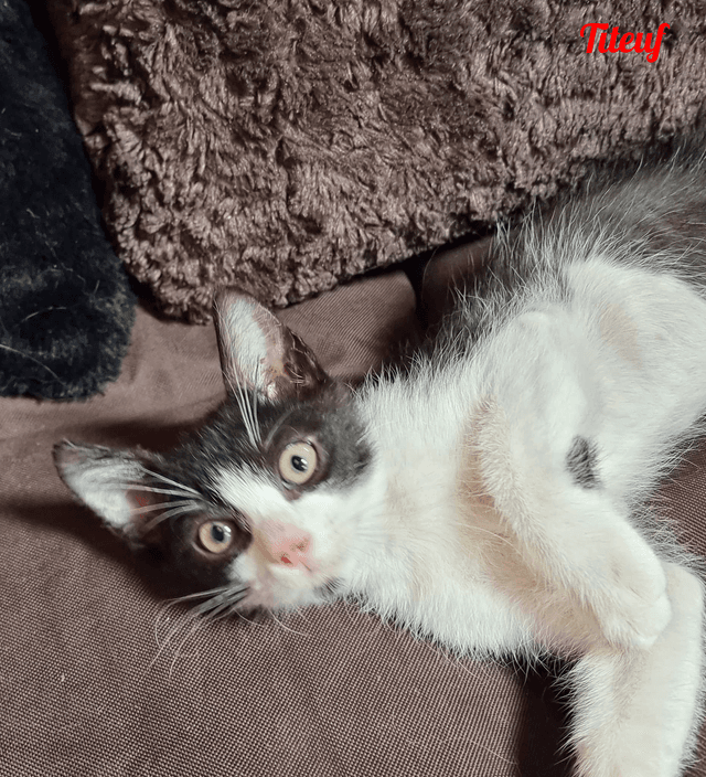 Photo de Titeuf