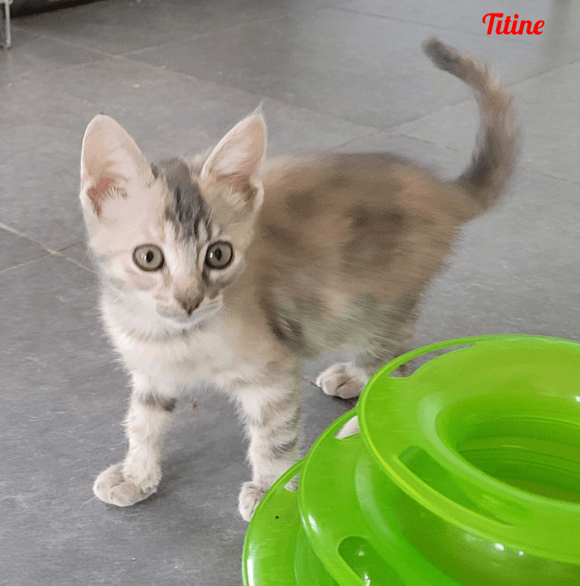 Photo de Titine