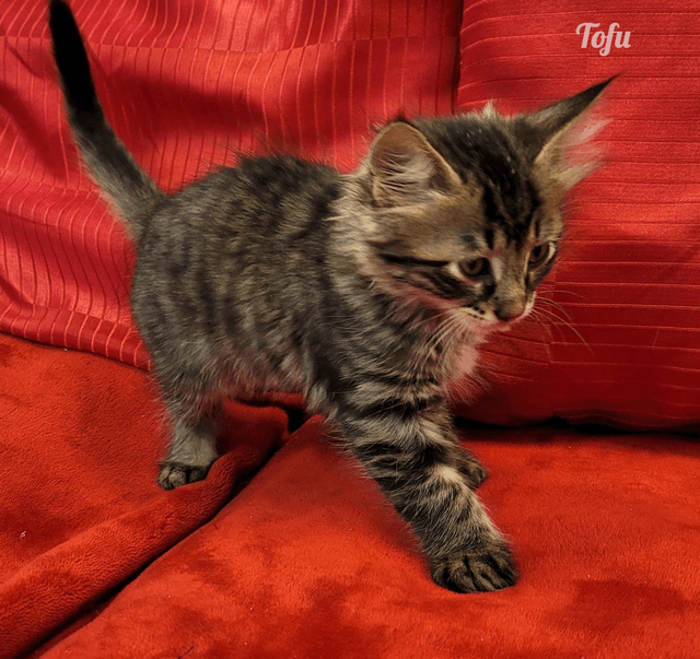 Photo de Tofu