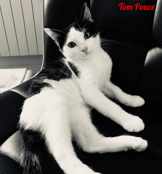 Photo de Tom-pouce