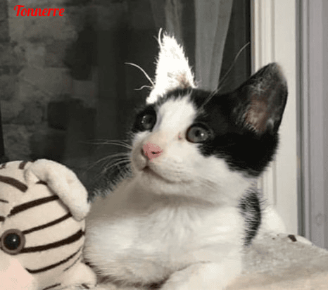 Photo de Tonnerre-chat