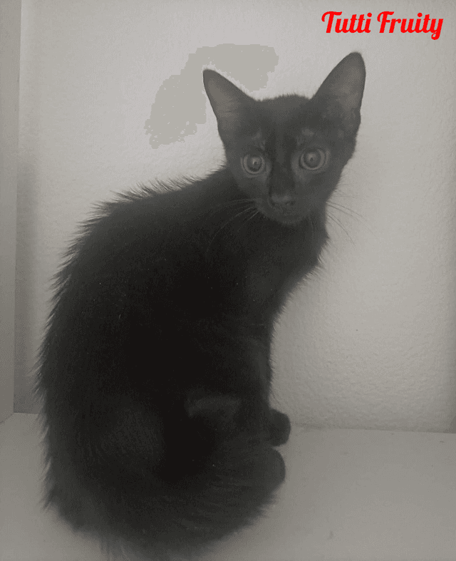 Photo de Tutti-Fruity