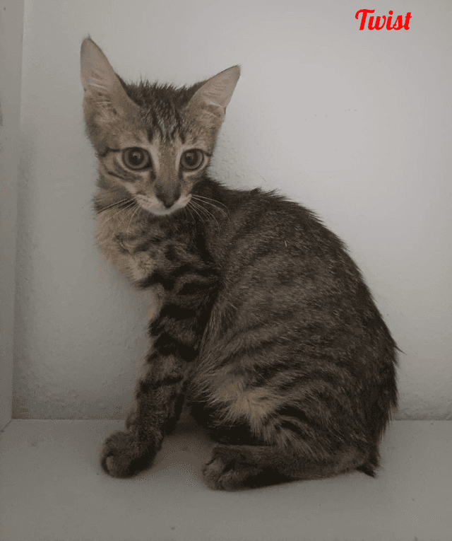 Photo de Twist-mélo