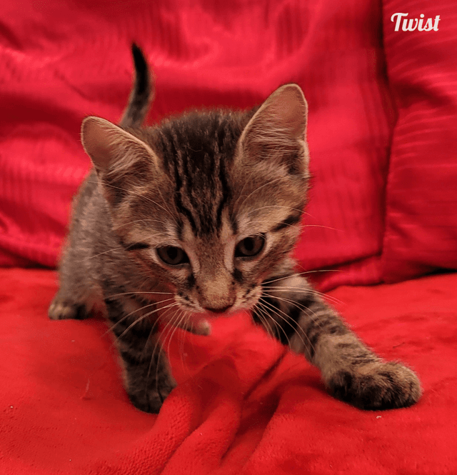 Photo de Twist