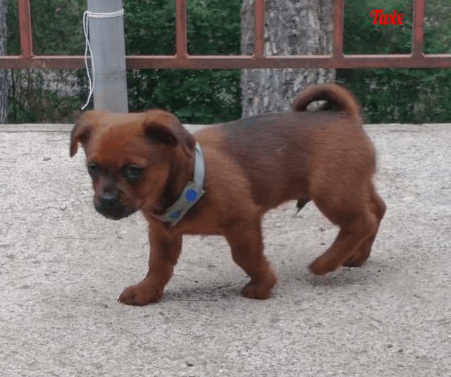 Photo de Twix