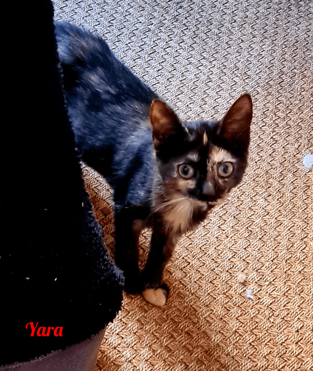 Photo de Yara