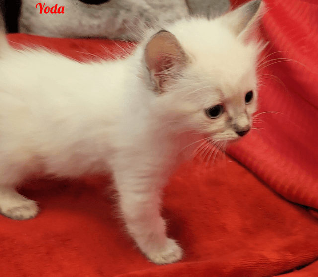 Photo de Yoda