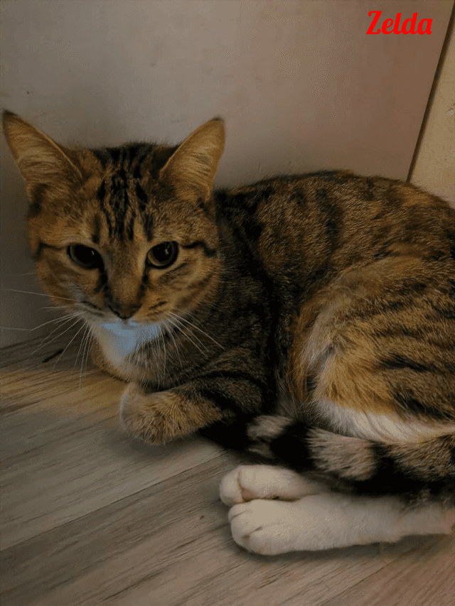 Photo de Zelda