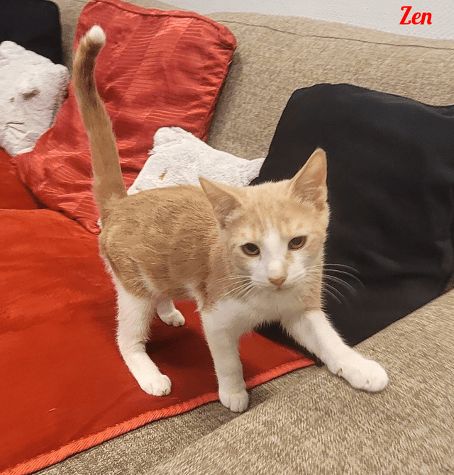 Photo de Zen