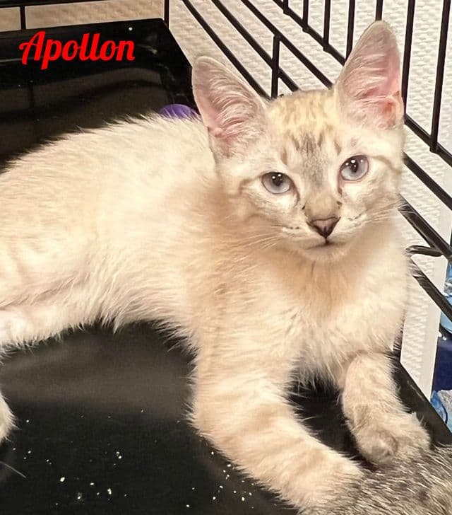 Photo de Apollon