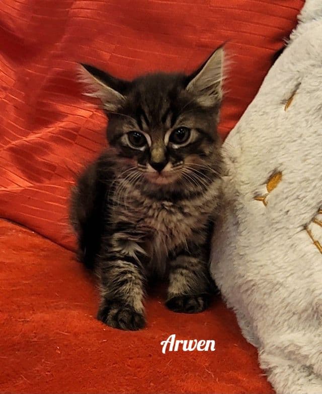 Photo de Arwen