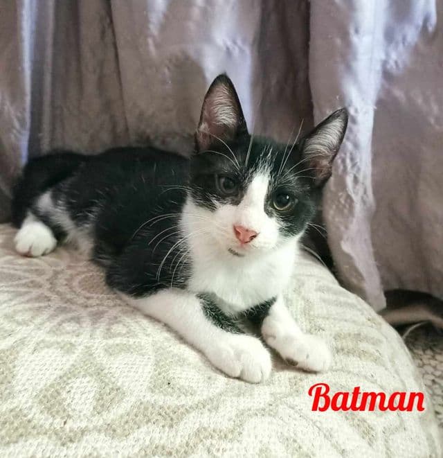 Photo de Batman