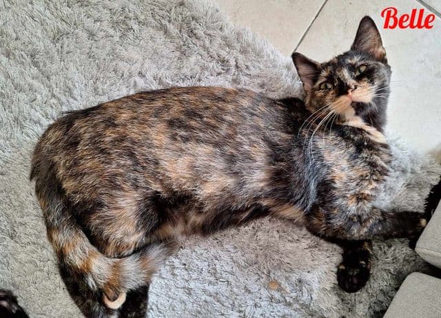 Photo de Belle-trico