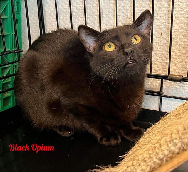 Photo de Black-opium-2