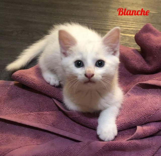 Photo de Blanche
