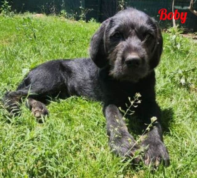 Photo de Boby-2