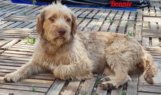 Photo de Bonnie